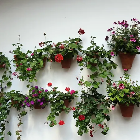 Entre Patios Y Flores *